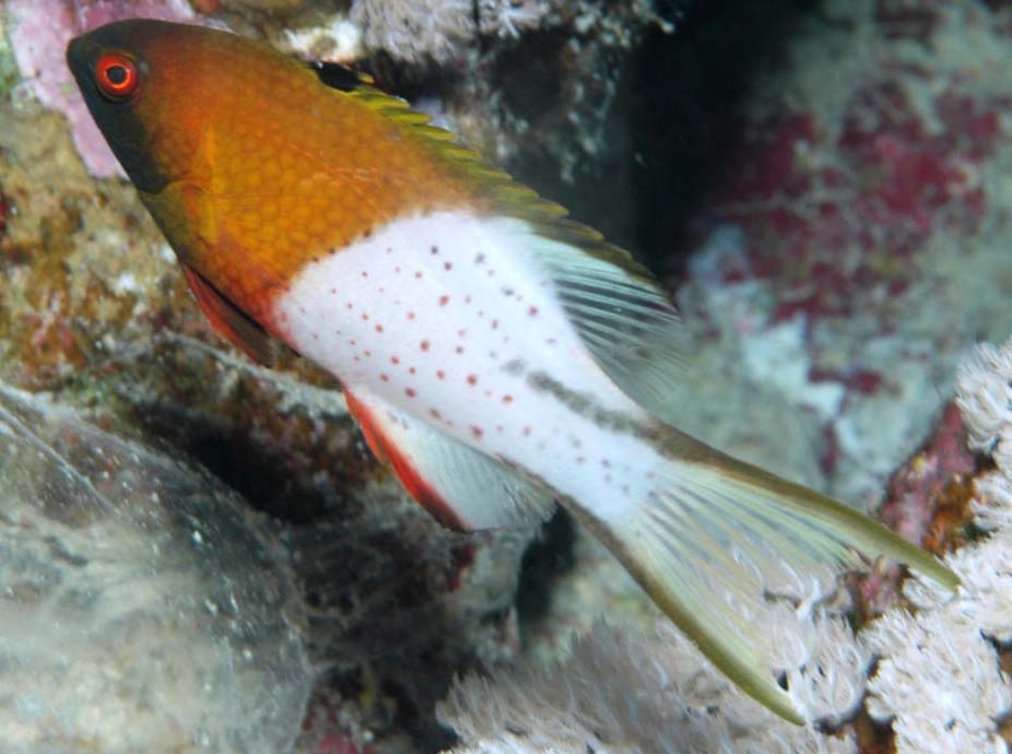 BODIANUS ANTHIOIDES